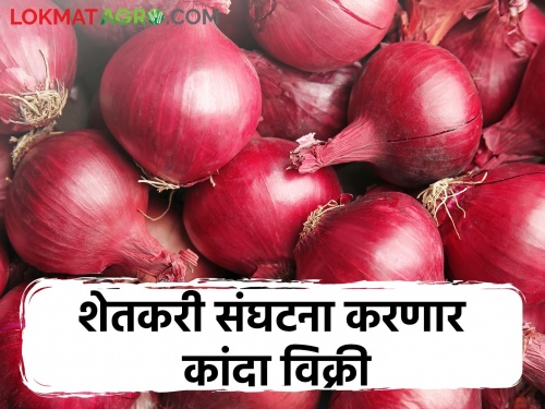 Latest News Farmers association to start onion auction in Nashik district, see details | Onion Market : बाजार समित्या बंद, आता थेट शेतकरी संघटना सुरू करणार कांद्याचे लिलाव 
