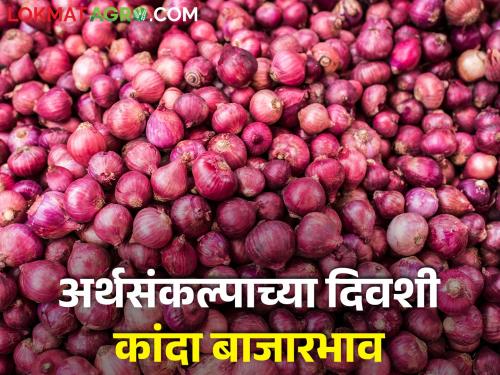 Latest News 01 feb 2024 todays onin price in nashik market yard an Maharashtra | अर्थसंकल्पाच्या दिवशी कांद्याला काय भाव मिळाला? जाणून घ्या सविस्तर 