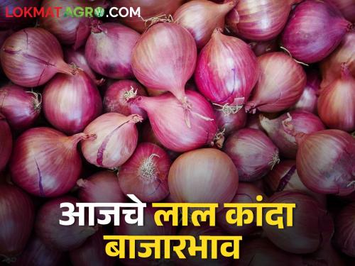 Latest News 02 april Todays onion Market price in maharashtra bajar samiti | Onion Market : कांद्याची आवक घटली, सोलापूर बाजार समितीत लाल कांद्याला काय भाव मिळाला? 