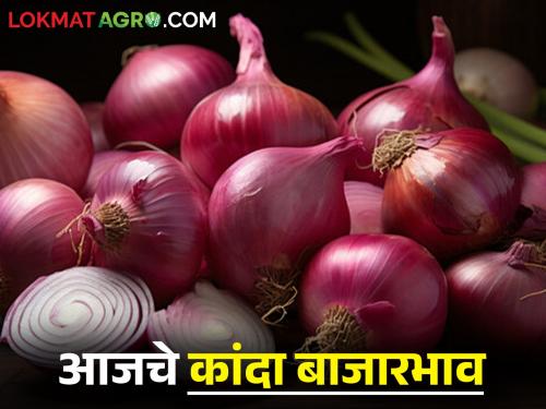 Latest News Todays Onion Market Price in nashik with maharashtra bajar samiti | Onion Market : लासलगाव बाजार समितीत लाल, उन्हाळ कांद्याला काय भाव मिळाला? जाणून घ्या राज्यातील दर 