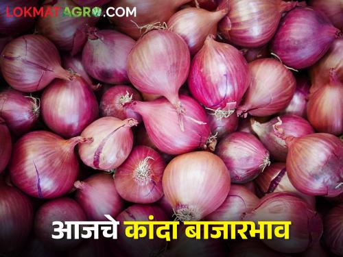 latest News Todays red or summer onion market price in nashik with Maharashtra | Onion Market : कुठल्या कांद्याला सर्वाधिक भाव, लाल की उन्हाळ? जाणून घ्या सविस्तर दर 