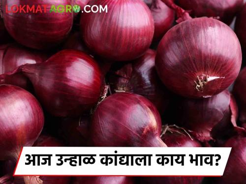 Latest News Todays Onion Market price in lasalgaon, kopargaon, sinnar market yard check here | Kanda Bajarbhav : उन्हाळ कांद्याला कोपरगाव, सिन्नर, लासलगाव बाजारात काय भाव? वाचा आजचे बाजारभाव?