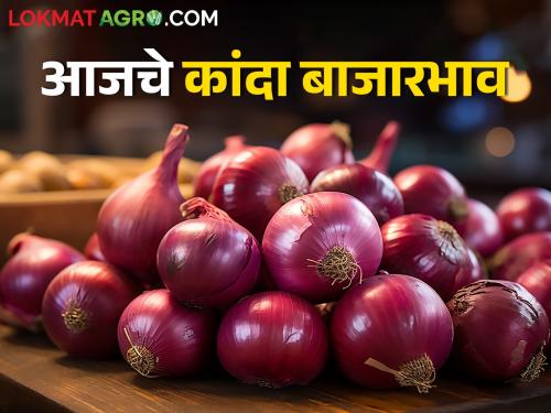 Latest News 12 march todays onion market price in nashik and maharashtra | Onion Market : सोलापूर, नाशिकमध्ये कांद्याची सर्वाधिक आवक, लाल-उन्हाळ कांद्याचे आजचे बाजारभाव 