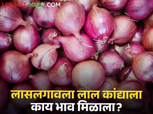 Latest News 18 march Todays Onion Market price in nashik and maharashtra | Onion Market : लासलगाव बाजार समितीत उन्हाळ कांद्याला काय बाजारभाव मिळाला? आजचे सविस्तर दर 