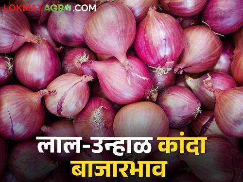 Onion Market: Solapur has the highest arrival, while Nagpur has the highest price for red onion, today's onion price | Onion Market : सोलापूरला सर्वाधिक आवक, तर नागपूरला लाल कांद्याला सर्वाधिक भाव, आजचे कांदा दर 