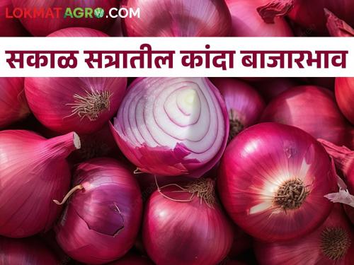 Latest News Todays Onion Market price Onion prices down in Pune market yard | पुणे बाजार समितीत कांदा घसरला, असे आहेत सकाळ सत्रातील बाजारभाव 