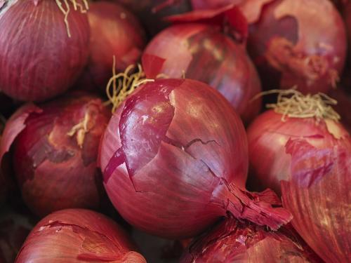 Baliraja is disappointed with the imposition of export duty on onions | कांद्यावर निर्यात शुल्क लादल्याने बळीराजा हताश