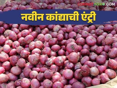 Kanda Bajar Bhav : Increase in onion market price in Manchar Market Committee how is getting market price | Kanda Bajar Bhav : मंचर बाजार समितीत कांदा बाजारभावात वाढ कसा मिळतोय दर