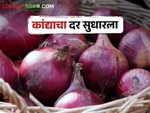 Kanda Bajarbhav Increase in Onion Rates in Mumbai Market Committee; How are you getting the price? | Kanda Bajarbhav मुंबई बाजार समितीमध्ये कांद्याच्या दरामध्ये वाढ; कसा मिळतोय भाव