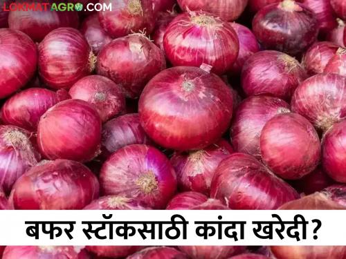 latest News Central government preparing to buy 5 lakh tonnes of onion, hints from officials | केंद्र सरकार पाच लाख टन कांदा खरेदी करण्याच्या तयारीत, अधिकाऱ्यांकडून संकेत