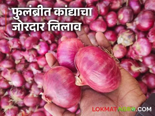 latest news Onion Market: Read the details of the turnover of 725 quintals of onion in Fulambri Market | Onion Market : फुलंब्री बाजारात ७२५ क्विंटल कांद्याची उलाढाल वाचा सविस्तर