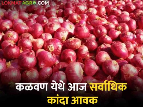 Onion Market Price Kalwan of Nashik has the highest onion arrival today; Read what is getting onion rate | Onion Market Price नाशिकच्या कळवण येथे आज सर्वाधिक कांदा आवक; वाचा काय मिळतोय कांद्याला दर