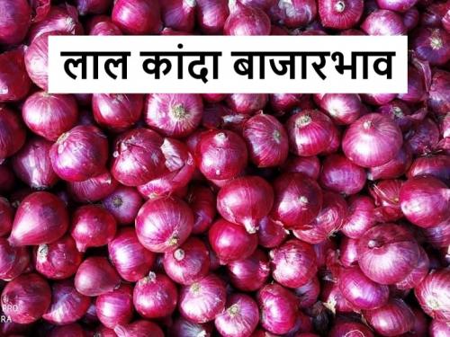 Onion Market: Price of red onion will stable even after Diwali? What is the reason | Red Onion Market: लाल कांदा दिवाळीनंतरही खाणार भाव? काय आहे कारण