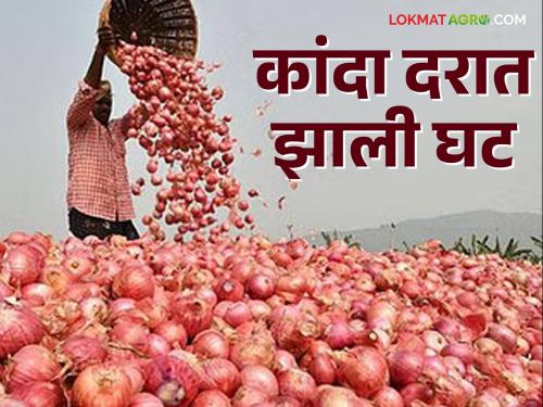 Onion Market: Afghanistan, Nafed Onion Prices Decline; Read what rate Muncher is getting | Onion Market : अफगाणिस्तान, नाफेड कांद्यामुळे दरात झाली घट; वाचा मंचरला काय मिळतोय दर