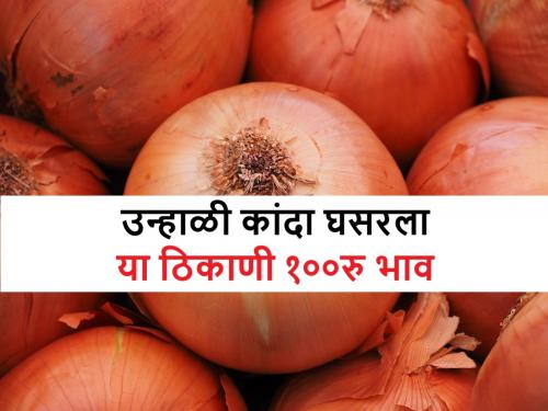 today's onion market rates declined in Nagar & sangamner apmc due to strike in Lasalgaon, Pimpalgaon onion market | उन्हाळी कांदा किती घसरावा? या बाजारसमितीत कांदा बाजारभाव १०० रुपये, जाणून घ्या..
