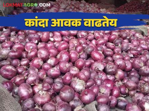 Kanda Bajar Bhav: How did you get the price of onion in Sangli Market Committee? | Kanda Bajar Bhav : सांगली बाजार समितीत कांद्याची मोठी आवक कसा मिळाला दर