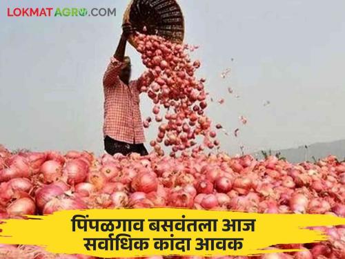 Onion Market Update: Solapur's market is red while Pimpalgaon Baswant has the highest arrival of summer onion; Read what rates are available | Onion Market Update : सोलापूरच्या बाजारात लाल तर पिंपळगाव बसवंतला उन्हाळ कांद्याची सर्वाधिक आवक; वाचा काय मिळतोय दर