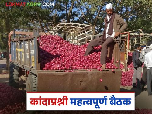 Latest News Kanda Market Onion price down, farmers worried, important meeting of the organization in Lasalgaon | Kanda Market : कांदा दराचा फटका, शेतकरी हवालदिल, लासलगावला संघटनेची महत्वपूर्ण बैठक 