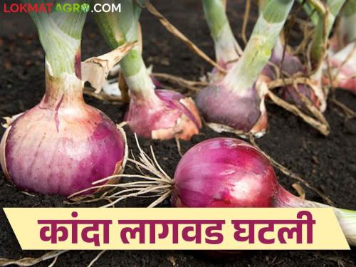 Lal Kanda Lagvad : Signs of decline in red onion cultivation | Lal Kanda Lagvad : लाल कांदा लागवडीत घट होण्याची चिन्हे