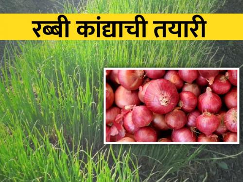 rabbi onion Crop Management in current situation | रब्बी कांदा लागवड करताय? मग हे वाचाच