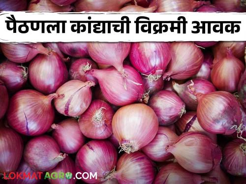 latest news Onion Market: Record arrival of onions in Paithan Market Committee Read in detail | Onion Market : पैठण बाजार समितीत कांद्याची विक्रमी आवक वाचा सविस्तर