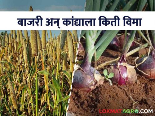 Onion Crop Insurance: Buy insurance for onion crop you will get compensation of 46 thousand rupees | Kanda Vima एक रुपयामध्ये काढा कांद्याचा पीकविमा मिळेल ४६ हजार रुपये भरपाई