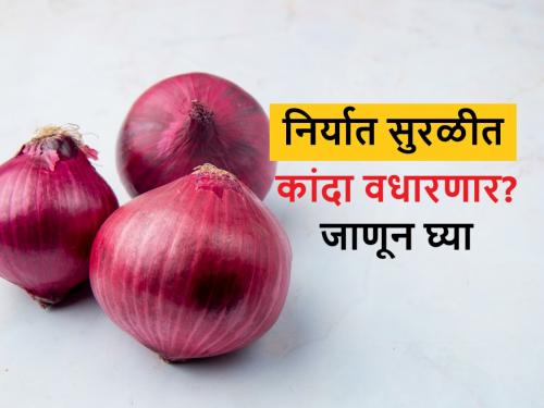 Onion export has started from India, What will be onion market prices in Lasalgaon, Pimpalgaon, Nashik and Maharashtra | onion export: अडकलेल्या कांदा कंटेनरची निर्यात सुरू; कसे असतील कांद्याचे भाव