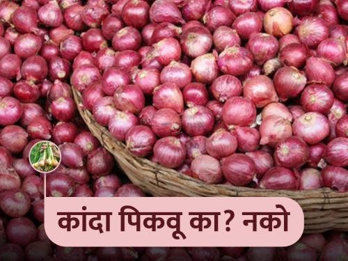 Tell me whether we should grow onion or not! | आम्ही कांदा पिकवायचा की नाही, ते तरी एकदा सांगा!