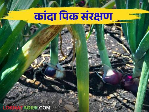 top ten remedies to prevent pest and diseases in onion crop read in detail | कांदा पिकात कीड रोग येऊ नये म्हणून हे टॉप दहा उपाय वाचा सविस्तर