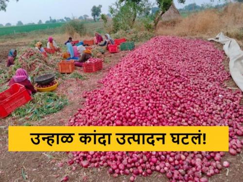 Latest news 40 percent decline in summer onion production market price down | Onion Production : उन्हाळ कांदा उत्पादनात 40 टक्के घट, अपेक्षित दराची शेतकऱ्यांना प्रतीक्षा 