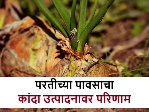 Onion: Onion damage due to returning monsoon; What will be the effect on production? | Onion Crop: परतीच्या पावसामुळे कांद्याचे नुकसान; उत्पादनावर काय परिणाम होणार?