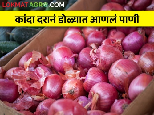 Latest News Onion fell by three hundred rupees in week todays onion price | आठवडाभरात तीनशे रुपयांनी कांदा घसरला, आज काय भाव मिळाला? 