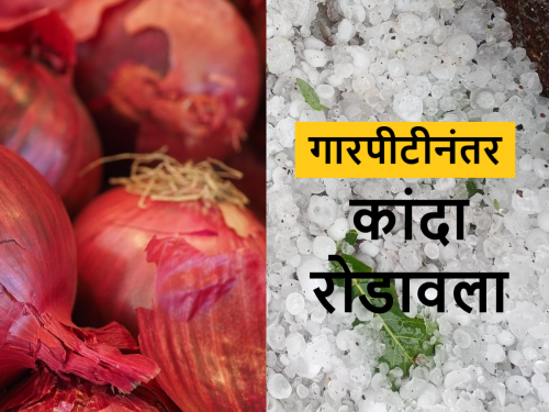 After rain and hailstorm hike in onion rates observed today in Lasalgaon Market | गारपीटीतील नुकसानीमुळे बाजारसमितीत कांदा आवक रोडावली; बाजारभाव वाढले