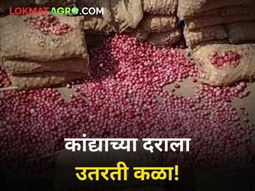 Latest News arrival of onion decreased, know today's onion market price? | कांद्याची आवक घटली, आजचा कांदा बाजारभाव जाणून घ्या? 