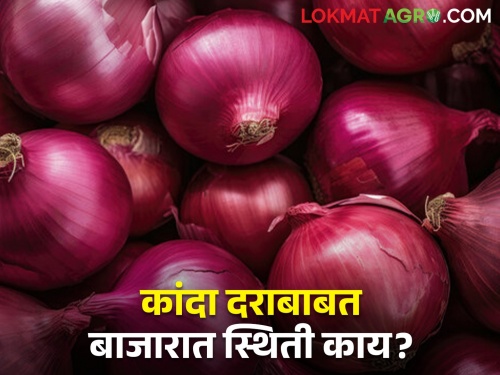 How far did the price of onion go due to the export ban? | निर्यातबंदी 'जैसे थे'मुळे कांद्याचे भाव कुठपर्यंत जातील