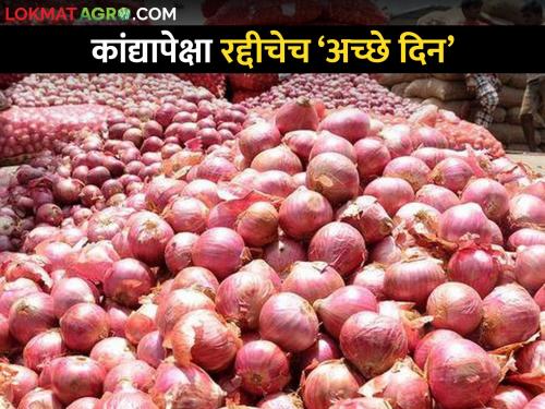 Latest Onion Market Prices Junk price is 16 rupees, onion farmers getting 13 rupees | Onion Issue : रद्दीचा भाव 16 रुपये, कांद्याला मिळतोय 13 रुपये 