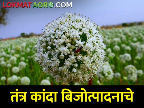 How to do onion seed production in rabi season? | रब्बी हंगामात कांद्याचे बिजोत्पादन कसे करावे?