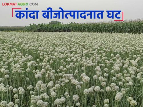 latest news Onion Seed Production: Decrease in onion seed production; Know the reason in detail | Onion Seed Production: कांदा बीजोत्पादनात घट; काय आहे कारण जाणून घ्या सविस्तर