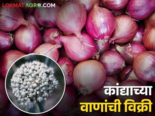 Latest News Sale of onion seeds by Mahatma Phule Agricultural University, starts from May 21 | Onion Seeds : शेतकऱ्यांनो! कांदा बियाणे खरेदी करायचे आहेत? 'या' तारखेपासून इथं होणार विक्री