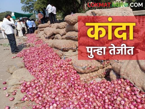 Kanda Bajar Bhav : Solapur Market Committee 91 truckloads of red onion arrival price increased again read more | Kanda Bajar Bhav : सोलापूर बाजार समिती ९१ ट्रक लाल कांद्याची आवक दर पुन्हा वाढला वाचा सविस्तर