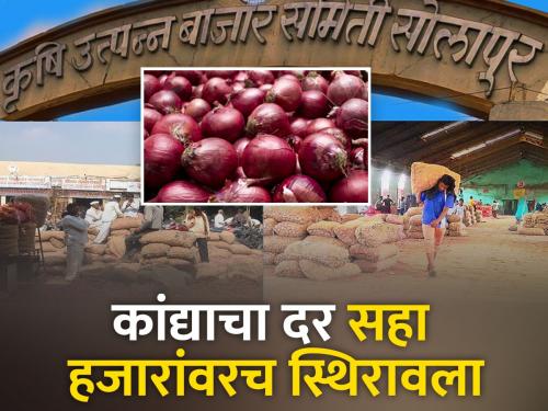 Inflow of 300 truckloads of onion per day in Solapur market committee | सोलापूर बाजार समितीमध्ये दररोज ३०० ट्रक कांद्याची आवक