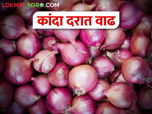 Inflow of onion decreased in Solapur; increase in onion market price | सोलापुरात कांद्याची आवक घटली; कांदा बाजारभावात दुपटीने वाढ