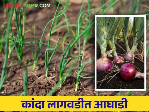 Kharif Kanda: This district is ahead in the state in Kharif onion cultivation | Kharif Kanda : खरिप कांदा लागवडीत हा जिल्हा राज्यात आघाडीवर