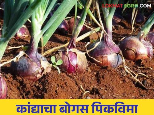 Kanda Pik Vima : This district head is the most prominent among the eight districts without onion cultivation | Kanda Pik Vima : कांदा लागवड न करताच हा जिल्हा प्रमुख आठ जिल्ह्यांत सर्वात आघाडीवर