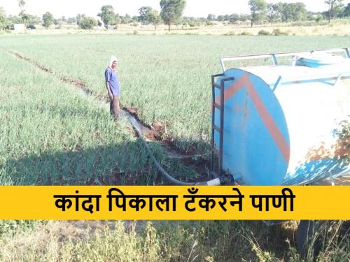 Latest News Water through tankers to save onion crop in baglan taluka nashik | Onion Issue : कांदा पीक जगविण्यासाठी शेतकऱ्यांची धडपड, कांदा पिकाला टँकरने पाणी 