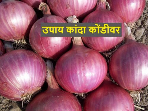 Six solutions to break the dilemma of onion market prices; find out | कांदा बाजारभावाची कोंडी फोडण्याचे सहा उपाय; जाणून घ्या