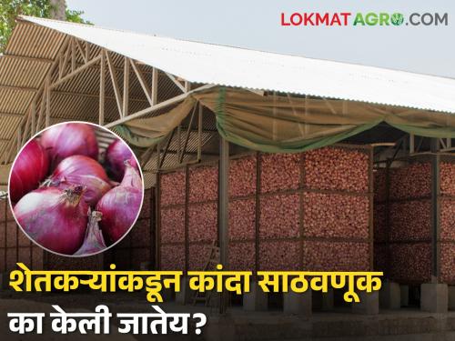 Latest News Why are farmers storing summer onion? Read in detail | Summer Onion : शेतकऱ्यांकडून उन्हाळ कांद्याची साठवणूक का केली जातेय? वाचा सविस्तर 