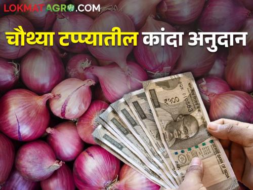 Latest News Onion subsidy of the fourth phase deposited in farmer's account | कांदा अनुदानाचा चौथ्या टप्पा जमा होण्यास सुरवात, मात्र अनेक शेतकरी वंचित 