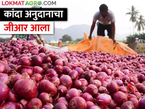Latest News new GR of of onion subsidy has been announced by maharashtra government | कांदा अनुदानाचा नवा जीआर आला, कुणाला मिळणार अनुदान? वाचा सविस्तर 