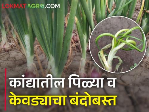 How to manage the twister & downy mildew disease in onion crop? | कांद्यावर पिळ्या आणि केवडा रोग म्हणजे शेतकऱ्यांचे नुकसान, असा करा बंदोबस्त